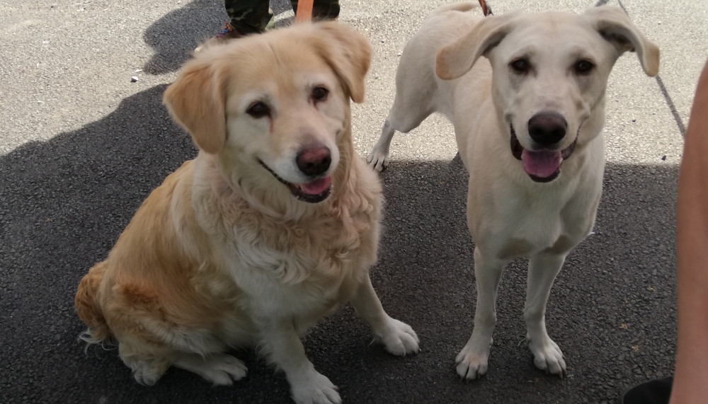 Očkov&aacute;n&iacute; zv&iacute;řat od lid&iacute; bez domova - jaro 2020