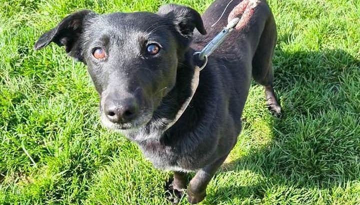 Am&aacute;lka a jej&iacute; p&aacute;n&iacute;ček maj&iacute; &scaron;anci na nov&yacute; život!