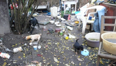 Kauza psů patřících majiteli bez domova